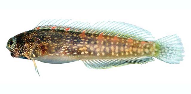 Salarias alboguttatus