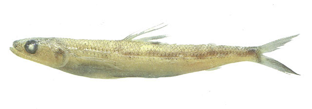 Sacar_u0.jpg