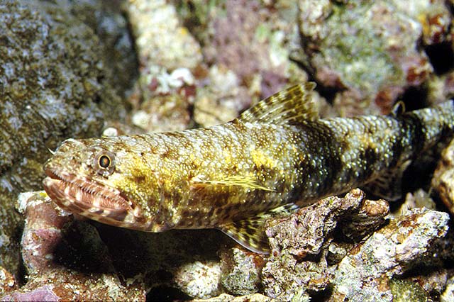 Saurida gracilis