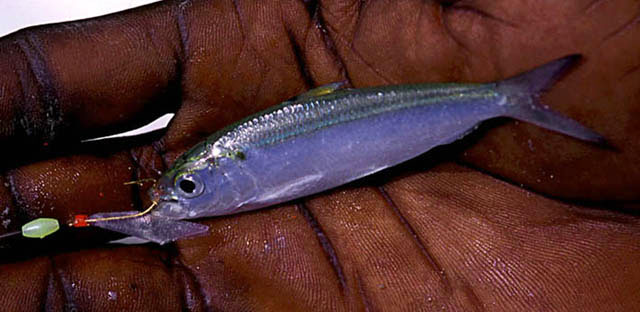 Sardinella maderensis