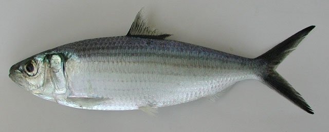 Sardinella maderensis