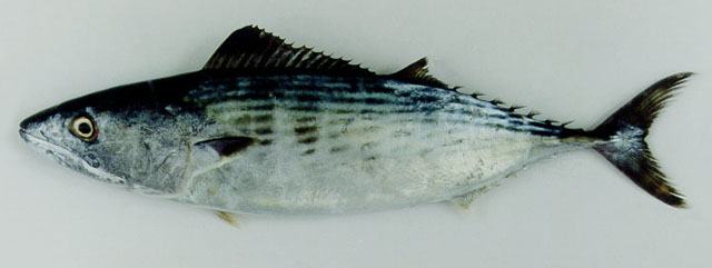 Sarda orientalis