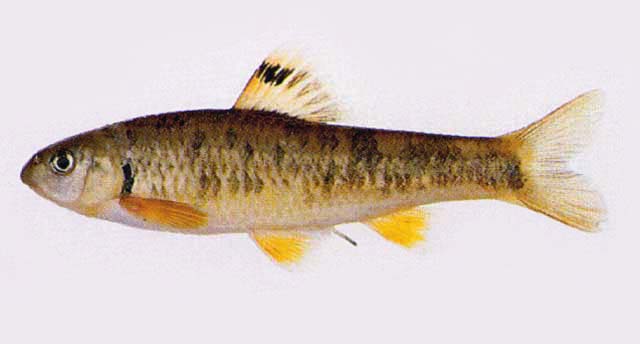 Sarcocheilichthys variegatus wakiyae