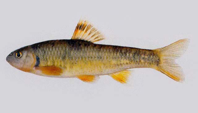 Sarcocheilichthys variegatus wakiyae