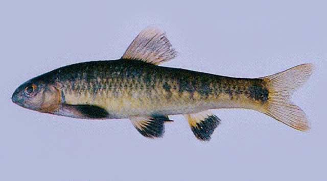 Sarcocheilichthys variegatus wakiyae