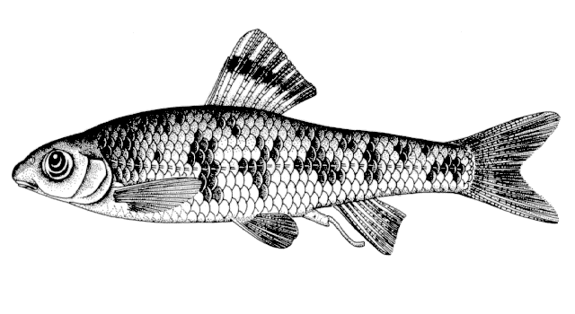 Sarcocheilichthys variegatus wakiyae