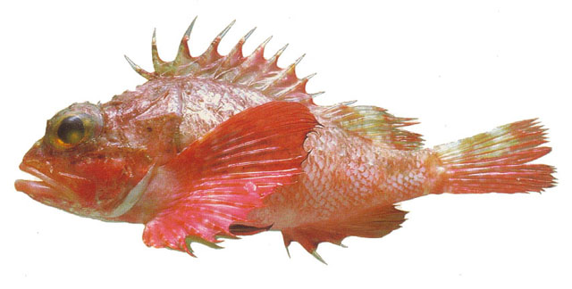 Scorpaena agassizii