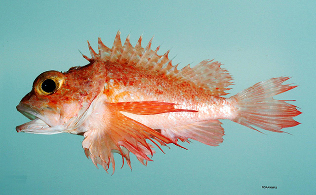 Scorpaena agassizii