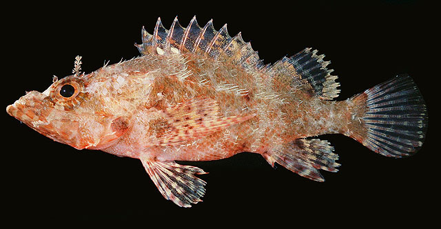 Scorpaenodes albaiensis