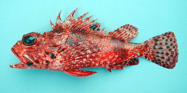 Scorpaena angolensis