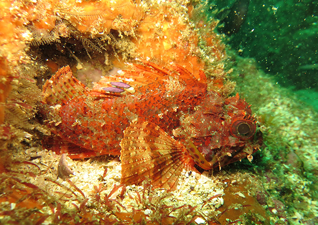 Scorpaena angolensis