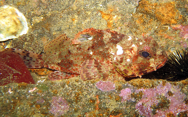 Scorpaena angolensis