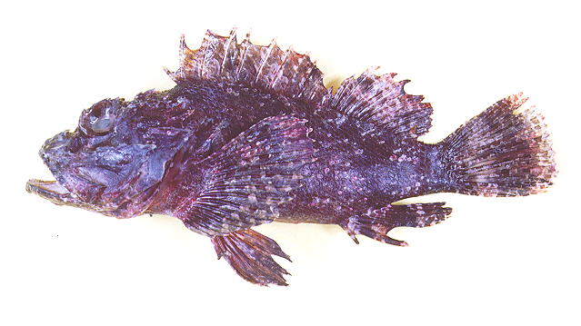 Scorpaenopsis barbata