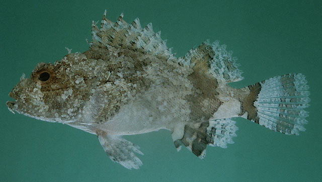 Scorpaenopsis barbata