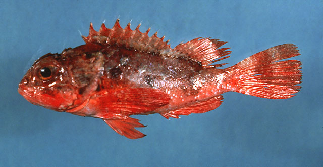 Scorpaena brasiliensis