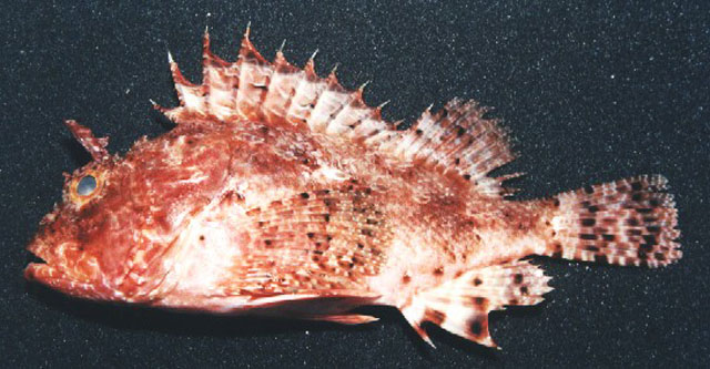 Scorpaena brasiliensis