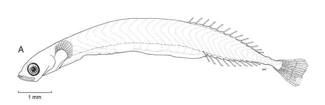 Schindleria brevipinguis