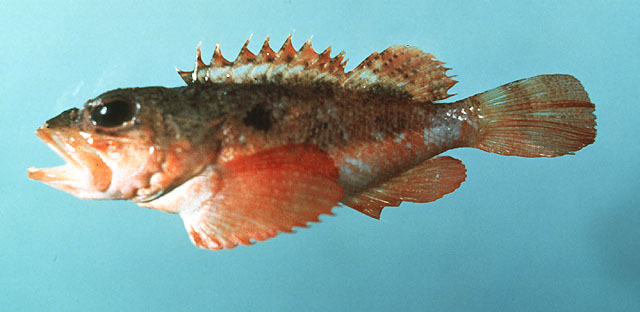 Scorpaena calcarata