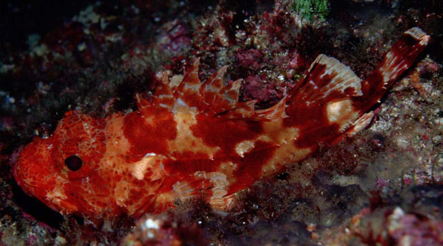 Scorpaena canariensis