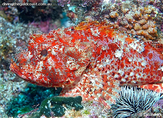 Scorpaena cardinalis