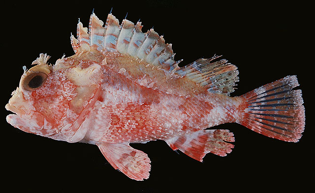 Scorpaena colorata