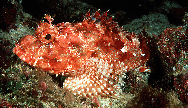 Scorpaena cardinalis