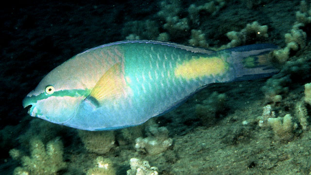 Scarus flavipectoralis