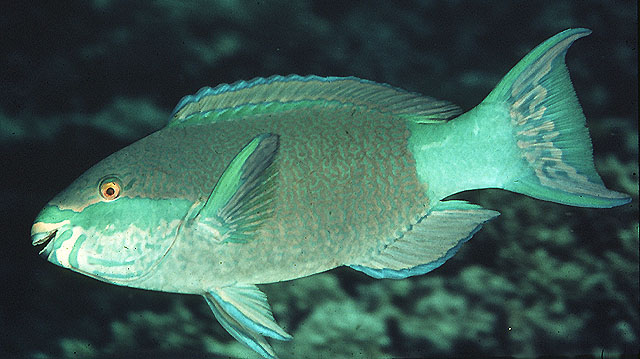 Scarus frenatus