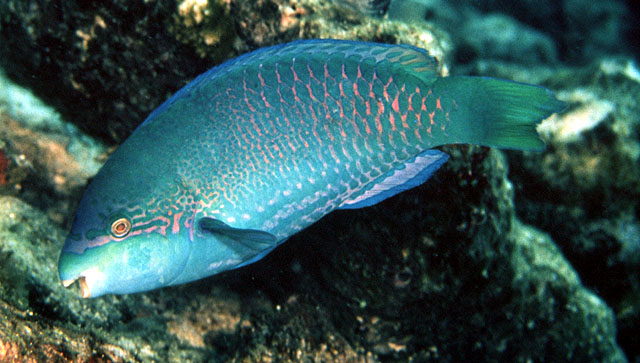 Scarus globiceps