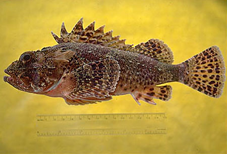 Scorpaena guttata