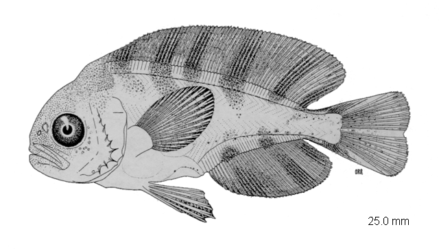 Schedophilus huttoni