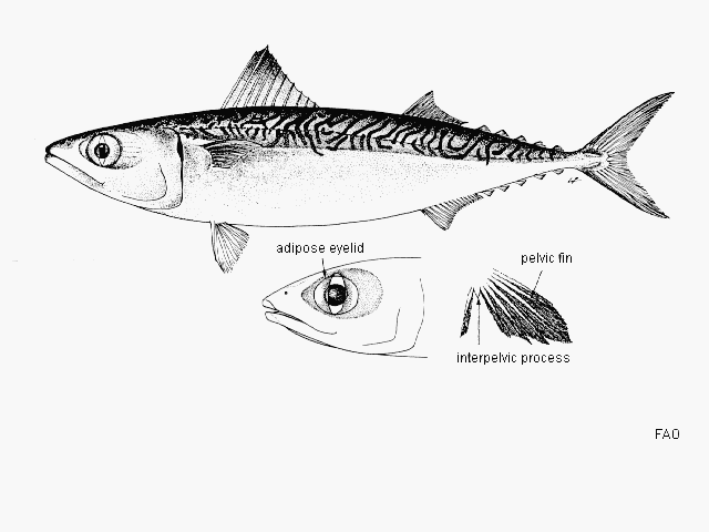 Scomber japonicus