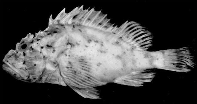 Scorpaena lacrimata