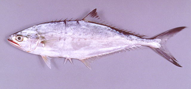 Scomberoides lysan