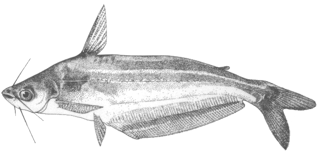 Schilbe mandibularis