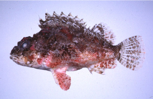 Scorpaena miostoma