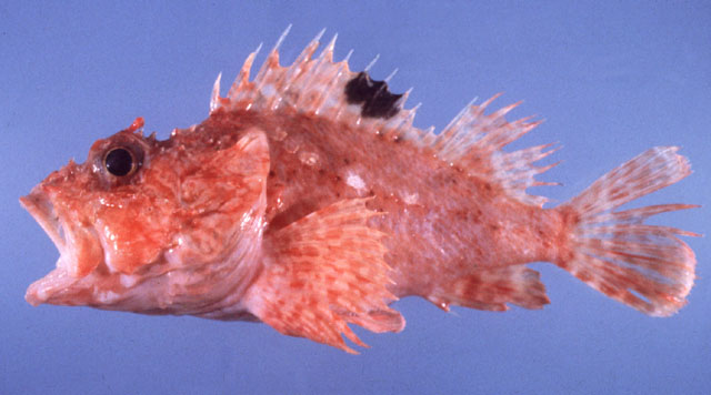 Scorpaena neglecta