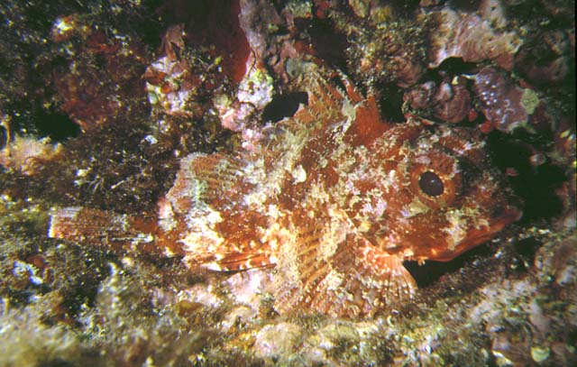 Scorpaena notata