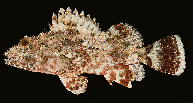 Scorpaena orgila