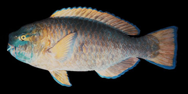 Scarus ovifrons