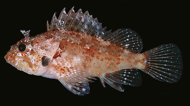 Scorpaena pascuensis