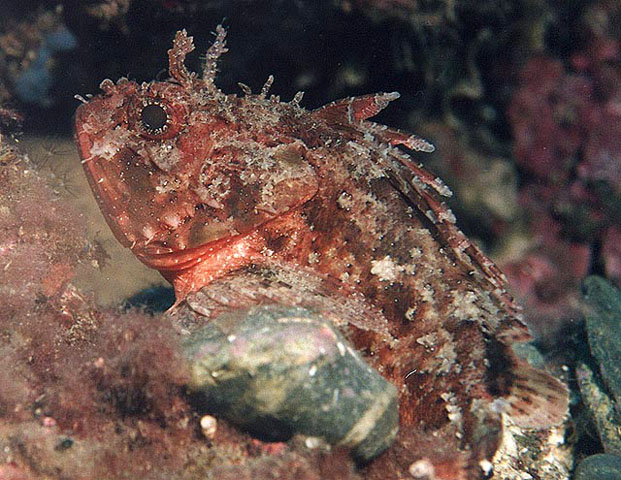 Scorpaena porcus