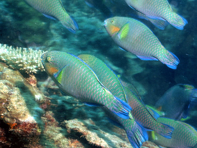 Scarus rivulatus