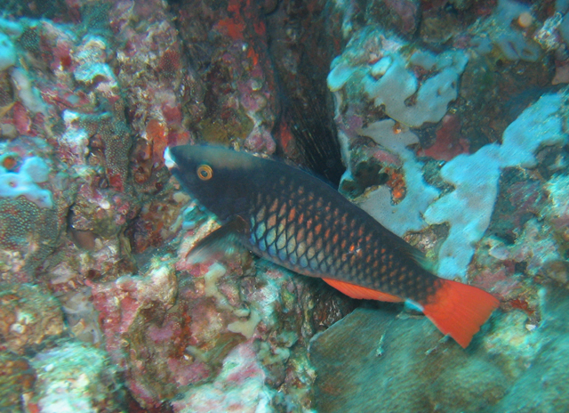 Scarus tricolor