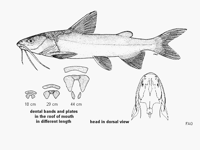 Notarius troschelii