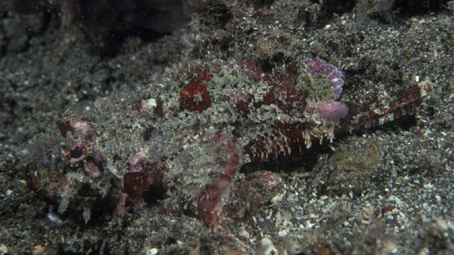 Scorpaenopsis vittapinna