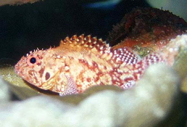 Scorpaenodes xyris