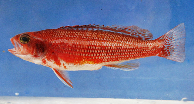 Serranus aliceae