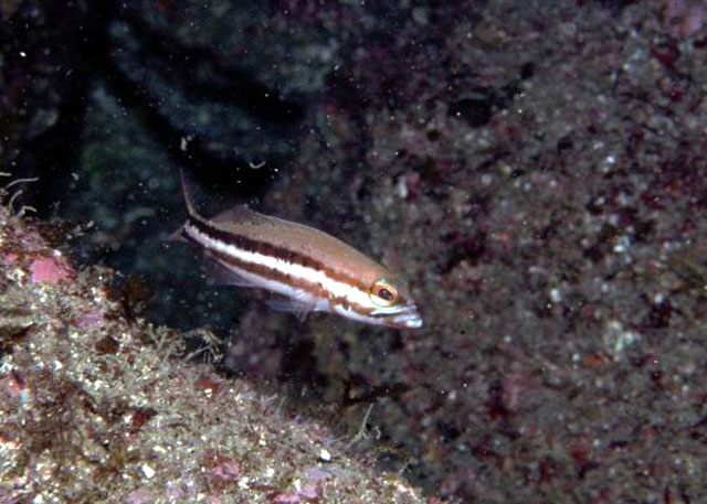 Serranus atricauda