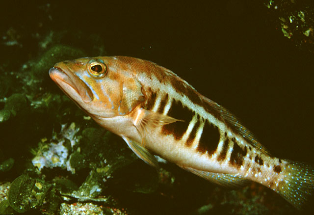 Serranus atricauda